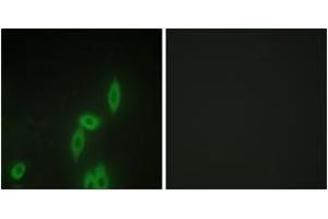 Immunofluorescence analysis of HepG2 cells, using PCDH-X/Y Antibody. (PCDH-X/Y (AA 531-580) anticorps)