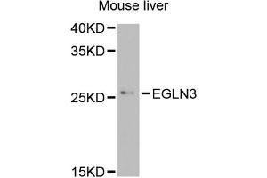 Western blot analysis of extracts of mouse liver, using EGLN3 antibody (ABIN5974477) at 1/1000 dilution. (EGLN3 anticorps)