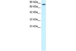 Human HepG2; WB Suggested Anti-KIF3B Antibody Titration: 0. (KIF3B anticorps  (C-Term))