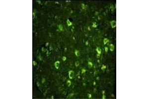 Immunofluorescence analysis of ABI1 Antibody (N-term) with paraffin-embedded human brain tissue. (ABI1 anticorps  (N-Term))