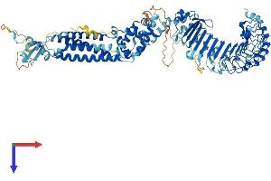 AlphaFold protein structure predicition of Mouse Recombinant Lrrc8e Protein, UniprotID Q66JT1