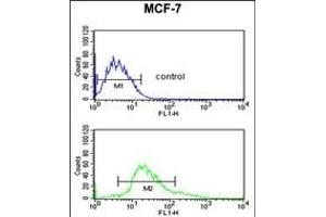 KRT1 Antibody (Center) (ABIN653648 and ABIN2842989) flow cytometric analysis of MCF-7 cells (bottom histogram) compared to a negative control cell (top histogram).