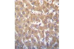 anti-Lysine (K)-Specific Demethylase 5A (KDM5A) (AA 1608-1641), (C-Term) antibody