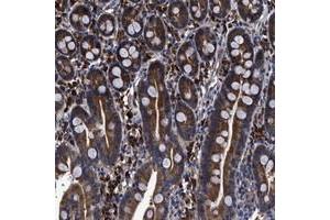 Immunohistochemical staining of human duodenum with C21orf45 polyclonal antibody  strong cytoplasmic positivity in glandular cells at 1:20-1:50 dilution. (C21ORF45 anticorps)