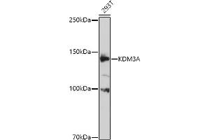 Western blot analysis of extracts of 293T cells, using KDM3A antibody (ABIN1680576, ABIN3015992, ABIN3015993 and ABIN6219489) at 1:1000 dilution. (KDM3A anticorps  (AA 1-300))