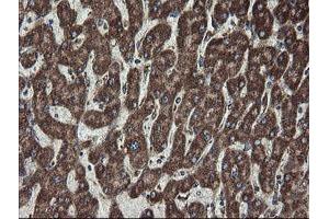 Image no. 4 for anti-Family with Sequence Similarity 164, Member A (FAM164A) antibody (ABIN1498198) (FAM164A anticorps)