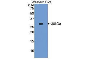 Western blot analysis of the recombinant protein. (MIB2 anticorps  (AA 546-784))