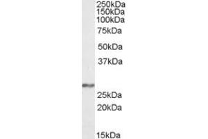 Image no. 1 for anti-NADH Dehydrogenase (Ubiquinone) Fe-S Protein 3, 30kDa (NADH-Coenzyme Q Reductase) (NDUFS3) (AA 42-56) antibody (ABIN462696) (NDUFS3 anticorps  (AA 42-56))
