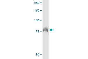 Immunoprecipitation of DEF6 transfected lysate using anti-DEF6 monoclonal antibody and Protein A Magnetic Bead , and immunoblotted with DEF6 monoclonal antibody.