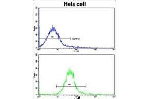 Flow cytometric analysis of hela cells using Nanos Homologue 1 (NANOS1) Antibody (C-term)(bottom histogram) compared to a negative control cell (top histogram). (Nanos Homolog 1 anticorps  (C-Term))