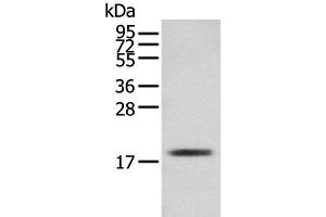 Western blot analysis of Mouse skeletal muscle tissue using TNNC1 Polyclonal Antibody at dilution of 1:250 (TNNC1 anticorps)