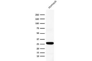 Western Blot Analysis of human stomach lysate using Connexin 32 Mouse Monoclonal Antibody (Clone M12. (GJB1 anticorps)