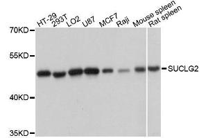 Western blot analysis of extracts of various cell lines, using SUCLG2 antibody (ABIN5996555) at 1:3000 dilution. (SUCLG2 anticorps)