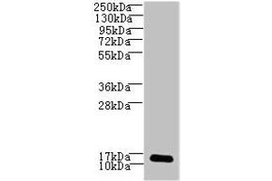 Western blot All lanes: LSM7 antibody at 3 μg/mL + HepG2 whole cell lysate Secondary Goat polyclonal to rabbit IgG at 1/10000 dilution Predicted band size: 12 kDa Observed band size: 12 kDa (LSM7 anticorps  (AA 2-103))