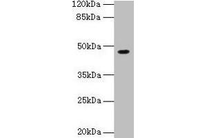 Western blot All lanes: NXF5 antibody at 4 μg/mL + HL60 whole cell lysate Secondary Goat polyclonal to rabbit IgG at 1/10000 dilution Predicted band size: 46, 43, 20, 36, 35 kDa Observed band size: 46 kDa (NXF5 anticorps  (AA 1-200))