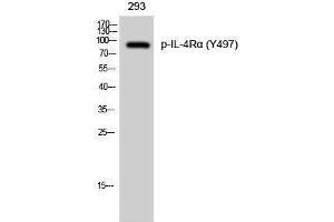 Western Blotting (WB) image for anti-Interleukin 4 Receptor (IL4R) (pTyr497) antibody (ABIN3173183) (IL4 Receptor anticorps  (pTyr497))