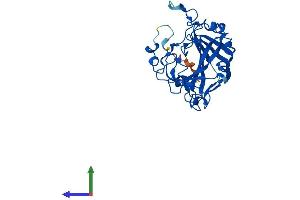 AlphaFold protein structure predicition of Human Recombinant CA8 Protein, UniprotID P35219