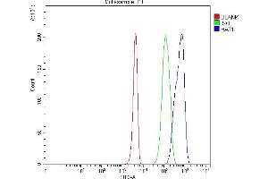 Flow Cytometry analysis of 293T cells using anti-KAT1/HAT1 antibody (ABIN7603224). (HAT1 anticorps  (N-Term))