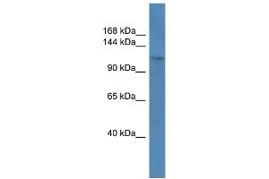 WB Suggested Anti-COL1A1 Antibody Titration: 0. (COL1A1 anticorps  (C-Term))