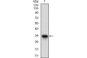 Decorin anticorps  (AA 263-324)