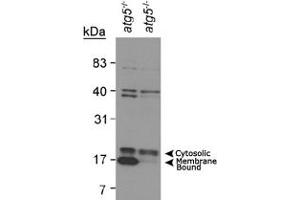 Western blot analysis of MAP1LC3A in mouse ES cell lysates using MAP1LC3A polyclonal antibody . (MAP1LC3A anticorps  (AA 1-100))