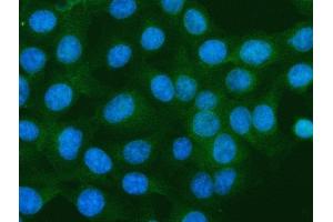 IF analysis of S100A10 using anti-S100A10 antibody (ABIN5692833).