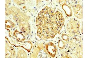IHC image of ABIN7161148 diluted at 1:250 and staining in paraffin-embedded human kidney tissue performed on a Leica BondTM system.