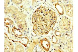IHC image of ABIN7161148 diluted at 1:250 and staining in paraffin-embedded human kidney tissue performed on a Leica BondTM system. (Nephrin anticorps  (AA 23-257))