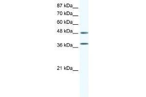 WB Suggested Anti-MAPK14 Antibody   Titration: 0.