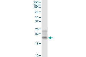 Immunoprecipitation of BST2 transfected lysate using anti-BST2 MaxPab rabbit polyclonal antibody and Protein A Magnetic Bead , and immunoblotted with BST2 purified MaxPab mouse polyclonal antibody (B02P) .