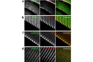 Liprin-α-1 localizes to Z-discs and NMJs in skeletal muscles.