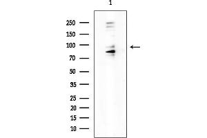 anti-Mitogen-Activated Protein Kinase Kinase Kinase MLK4 (KIAA1804) antibody