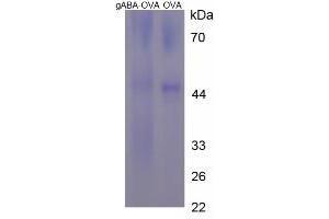 Image no. 1 for gamma-Aminobutyric Acid (GABA) protein (Ovalbumin) (ABIN1880254) (GABA Protein (Ovalbumin))