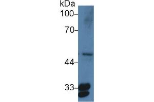 Western Blot; Sample: Human HepG2 cell lysate; ;Primary Ab: 3µg/ml Rabbit Anti-Human PTGES2 Antibody;Second Ab: 0. (PTGES2 anticorps  (AA 145-357))