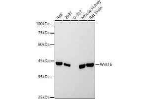 Western blot analysis of extracts of various cell lines, using Wnt16 antibody (ABIN7271376) at 1:500 dilution.