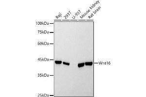 Western blot analysis of extracts of various cell lines, using Wnt16 antibody (ABIN7271376) at 1:500 dilution. (WNT16 anticorps)