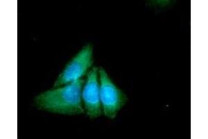 CC/IF analysis of XPNPEP1 in HeLa cell line, staining at 2-5ug for 1x106cells (red line).