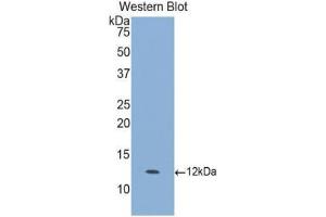 Western Blotting (WB) image for anti-Granulocyte Chemotactic Protein 2 (GCP2) (AA 40-114) antibody (ABIN1078091) (GCP2 anticorps  (AA 40-114))