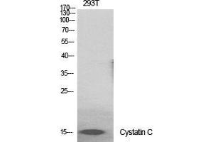 Western Blot (WB) analysis of specific cells using Cystatin C Polyclonal Antibody. (CST3 anticorps  (Internal Region))