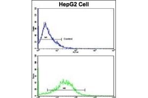 Flow cytometric analysis of HepG2 cells using CD49e Antibody (C-term)(bottom histogram) compared to a negative control cell (top histogram). (ITGA5 anticorps  (C-Term))