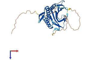AlphaFold protein structure predicition of Mouse Recombinant Hormad2 Protein, UniprotID Q5SQP1
