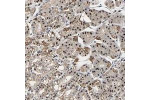 Immunohistochemical staining of human stomach with NOP5/NOP58 polyclonal antibody  shows nuclear and cytoplasmic positivity in glandular cells at 1:200-1:500 dilution. (NOP58 anticorps)