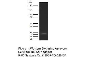 Western Blotting (WB) image for anti-Fibroblast Growth Factor 21 (FGF21) antibody (Biotin) (ABIN613105) (FGF21 anticorps  (Biotin))