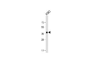 Anti-YOD1 Antibody (C-term) at 1:2000 dilution + K562 whole cell lysate Lysates/proteins at 20 μg per lane. (YOD1 anticorps  (C-Term))