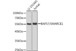 Western blot analysis of extracts of various cell lines, using B/B/SM antibody  at 1:1000 dilution. (SMARCE1 anticorps  (AA 1-411))