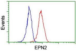 Image no. 4 for anti-Epsin 2 (EPN2) antibody (ABIN1498049)