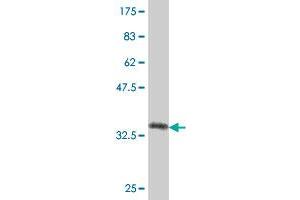 Western Blot detection against Immunogen (37.