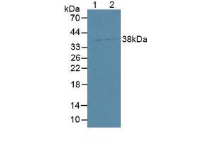 Figure. (SDCBP2 anticorps  (AA 1-292))