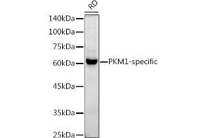 Western blot analysis of extracts of RD cells, using PKM1-specific antibody (ABIN7269382) at 1:1000 dilution. (PKM1 anticorps)