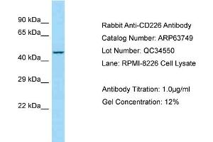 Western Blotting (WB) image for anti-CD226 (CD226) (C-Term) antibody (ABIN970330) (CD226 anticorps  (C-Term))